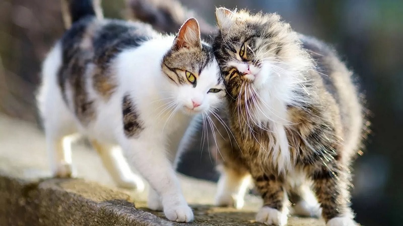 Razas de gatos