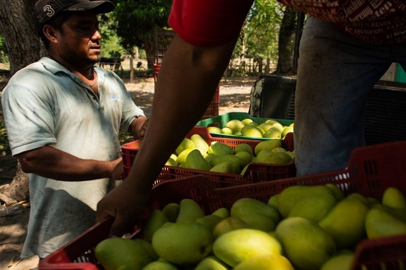 USA, Ken Salazar, Michoacán, Secuestro, Aguacates