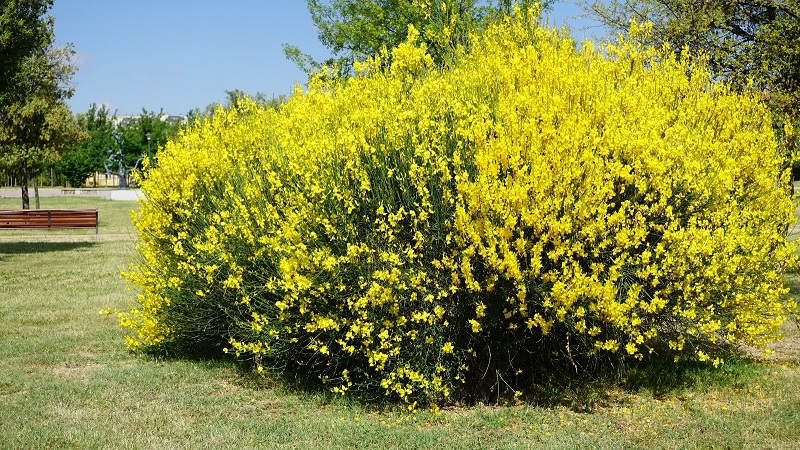 Retama amarilla