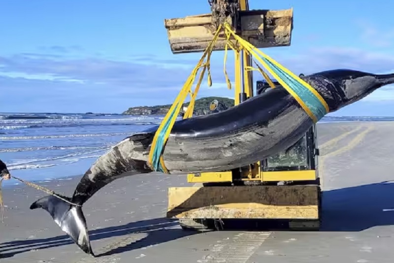 La ballena más rara del mundo