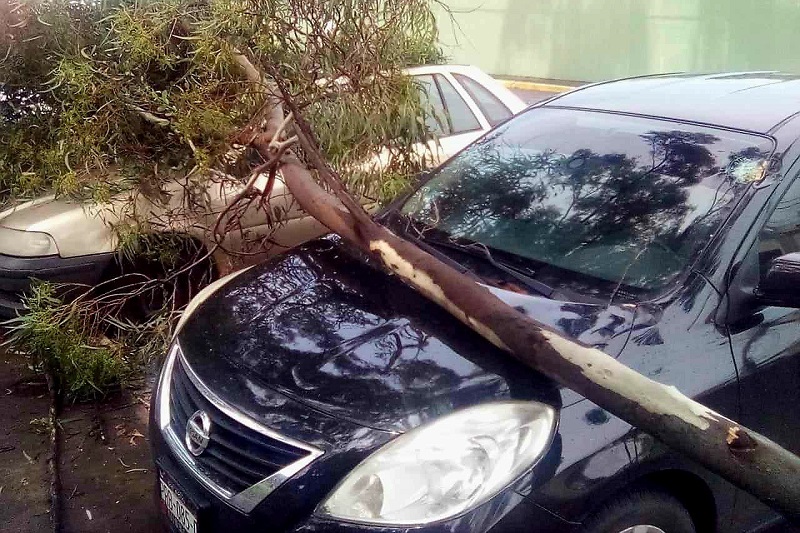 Morelia, Árbol, Accidente