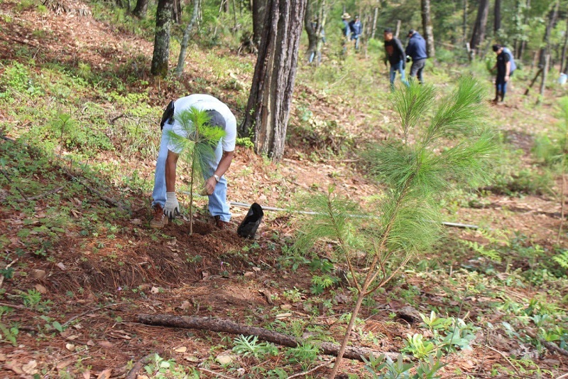 Morelia, Reforestacion