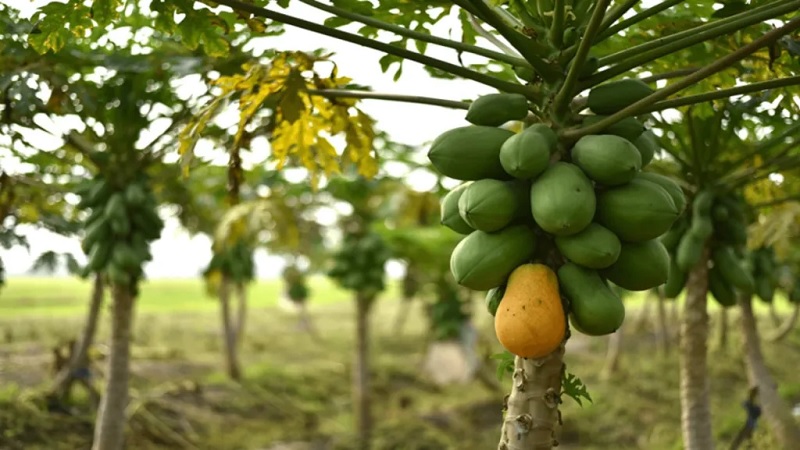 árbol de papaya