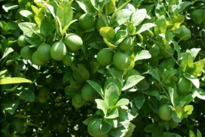 árbol de limón