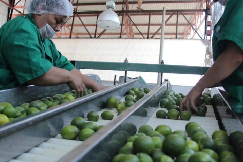 Gobierno de Michoacán, Limoneros, Extorsión, Cárteles