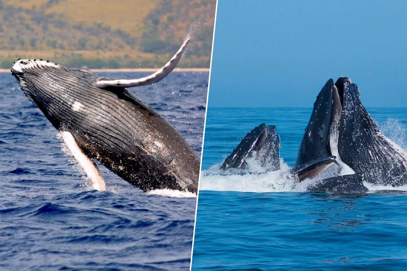 Ballenas jorobadas, Estudio