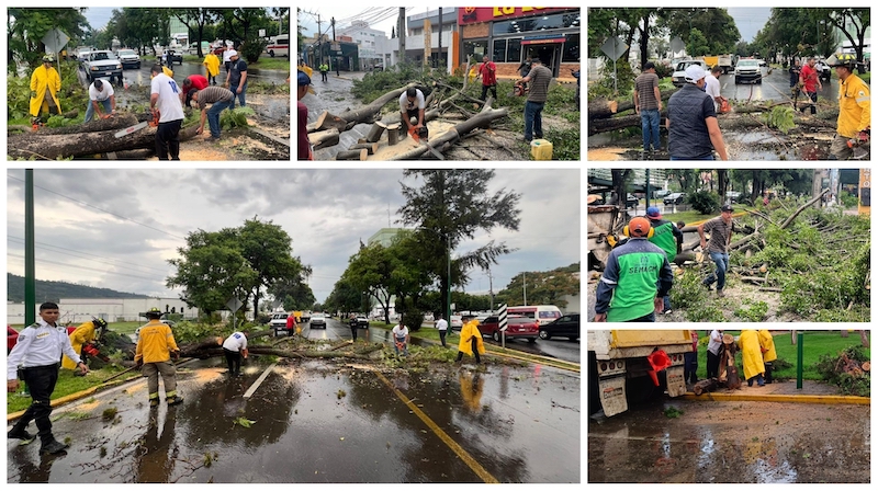 Retiro de árboles caídos en Morelia