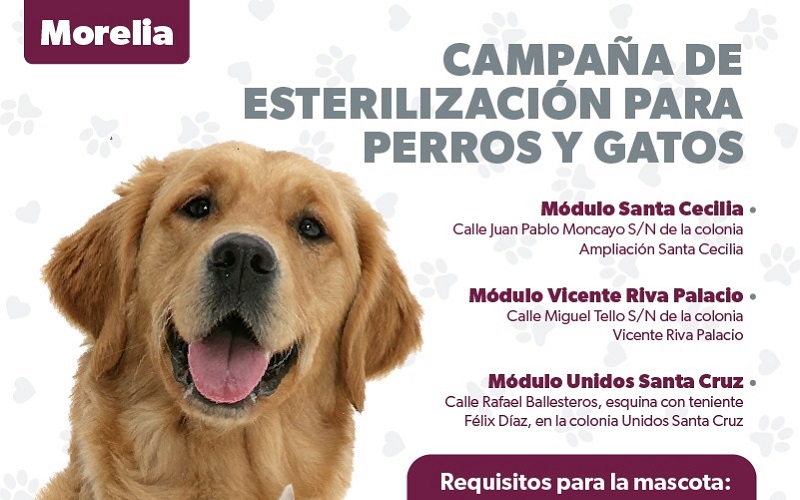 esterilización canina y felina, SSM, Morelia