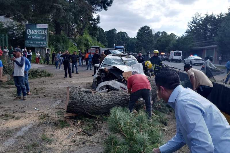 Cae enorme árbol sobre auto
