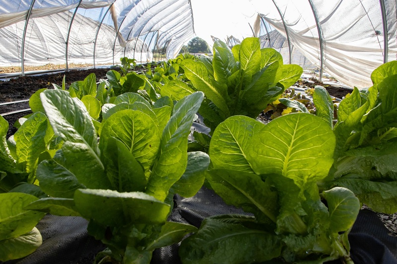 lechuga, Guanajuato