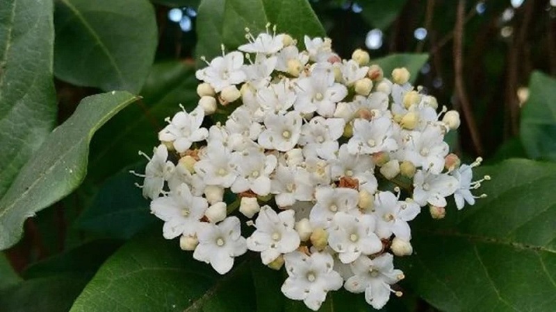 Viburnum tinus