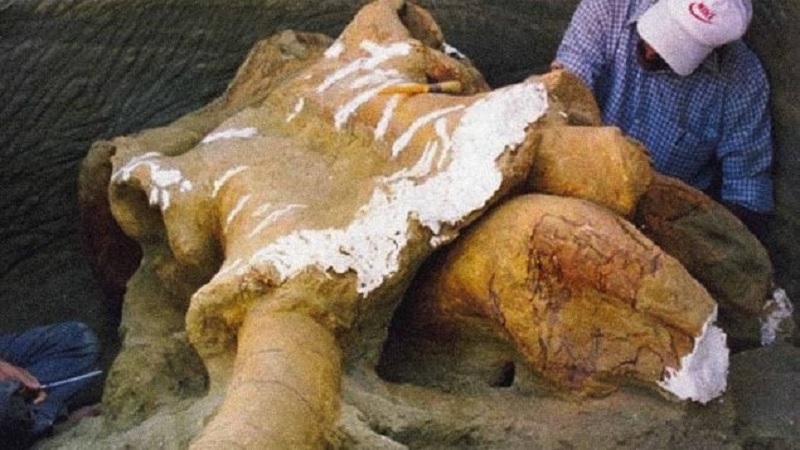 Palaeoloxodon Turkmenicus