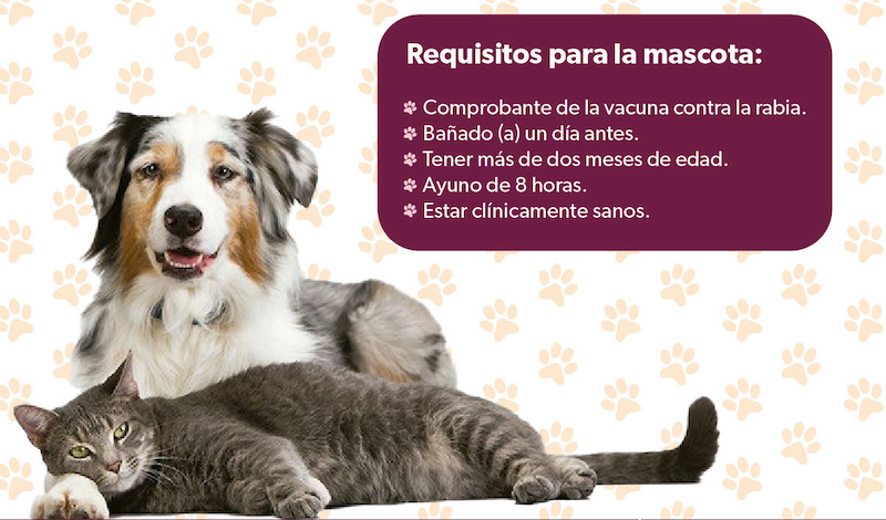Esterilización para perros y gatos