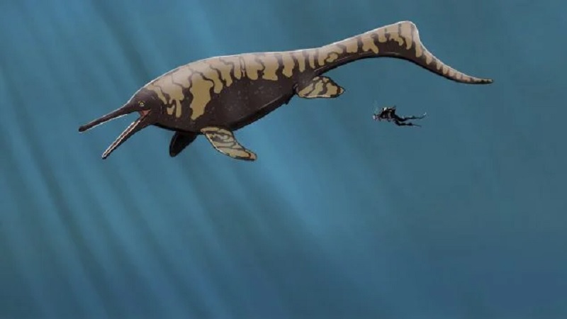 monstruo marino, Descubrimiento