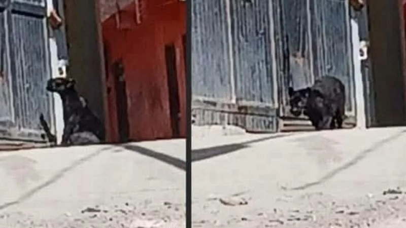 Pantera, Guanajuato