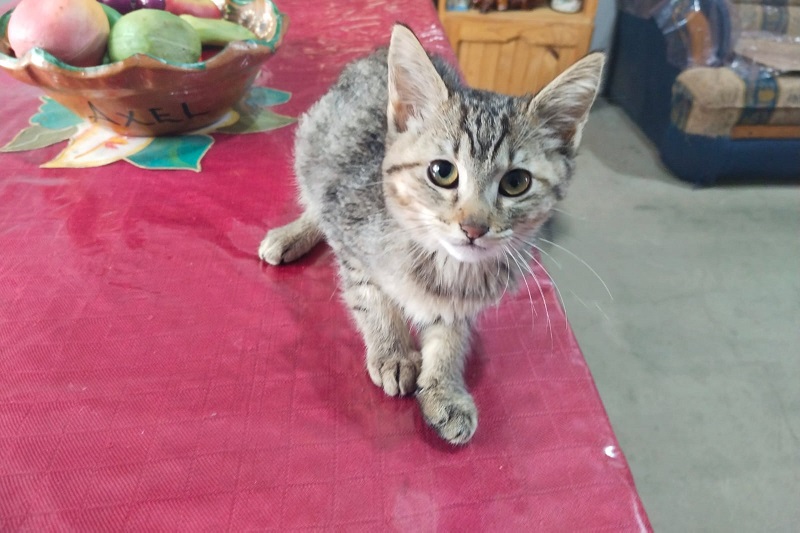 Feria de Adopción, Morelia