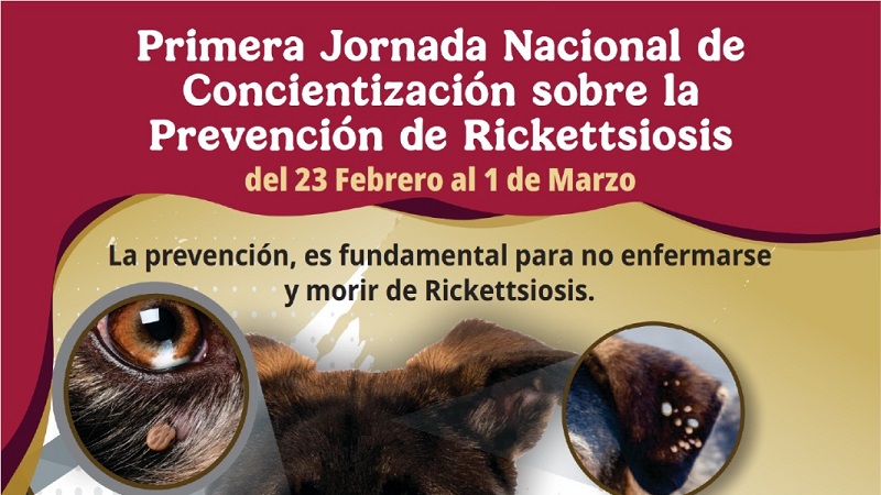 Rickettsia, SSM