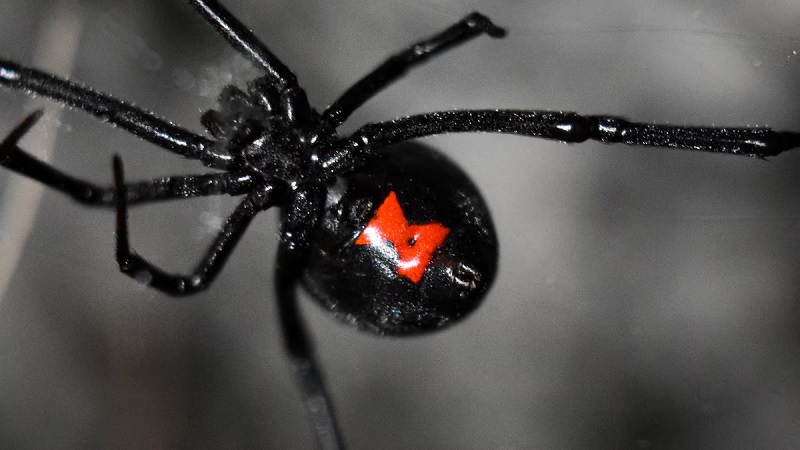 Araña Viuda Negra