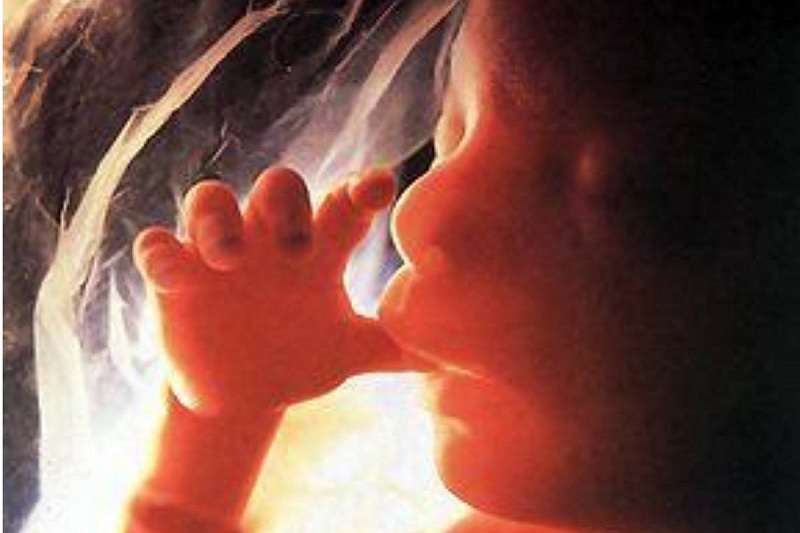 bebés tienen conciencia