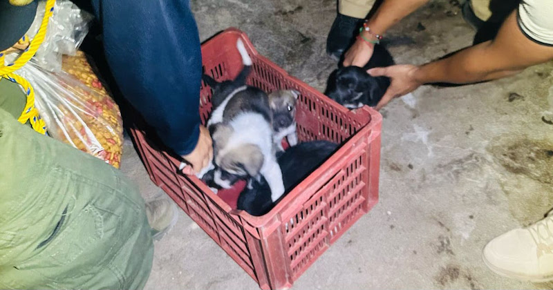 Cachorros maltratados