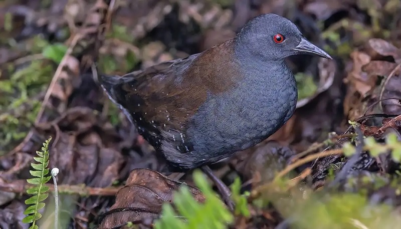 pachay de Galápagos