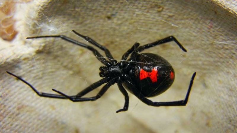 Araña Viuda Negra