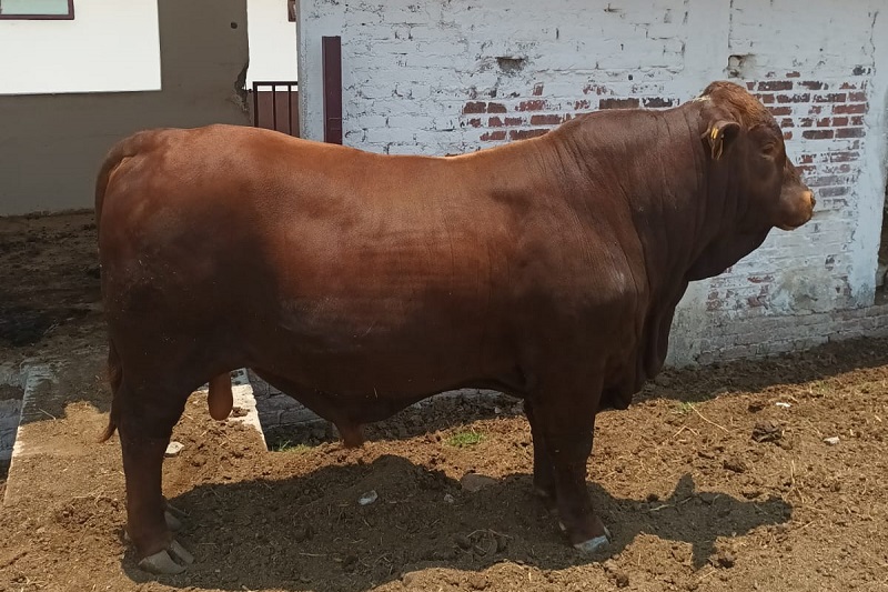 Michoacán, Ganado
