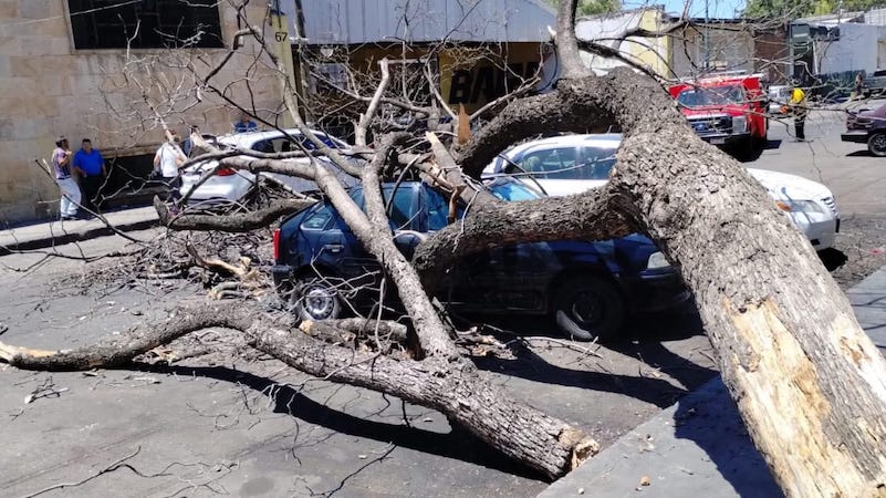 Cae árbol sobre autos