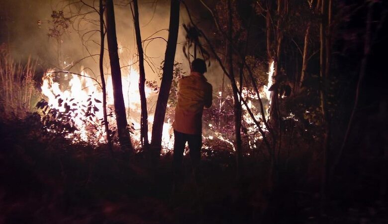 Incendio forestal