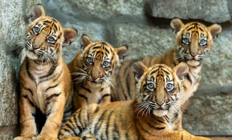 siete tigres, Sujeto, EU