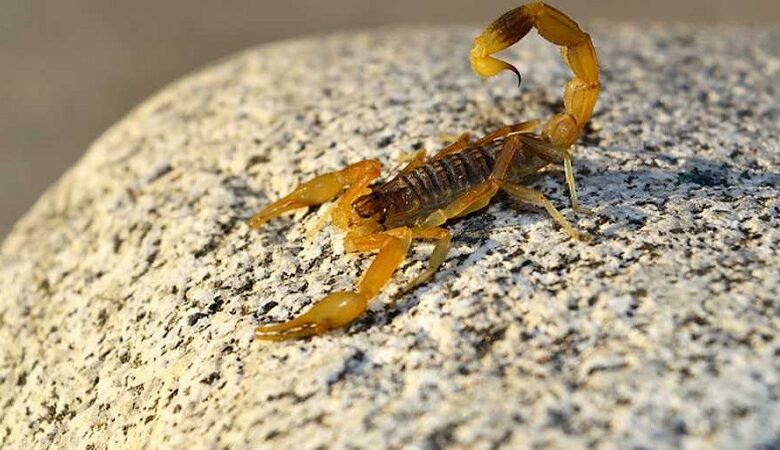 alacranes, Plantas