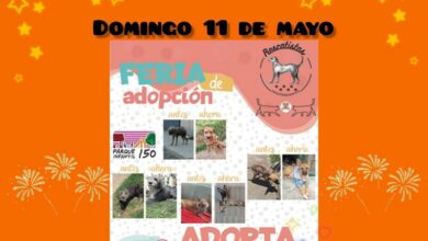 feria de adopción, Morelia