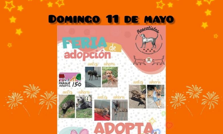feria de adopción, Morelia