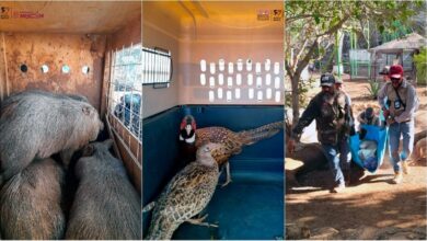 Zoológico de Morelia