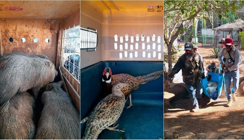 Zoológico de Morelia