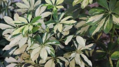 Schefflera