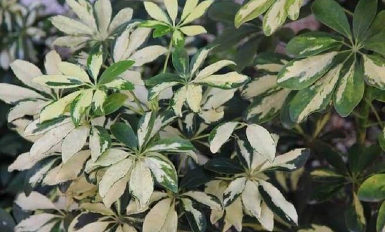 Schefflera