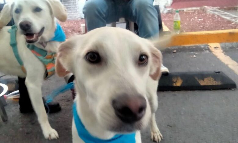 Perros