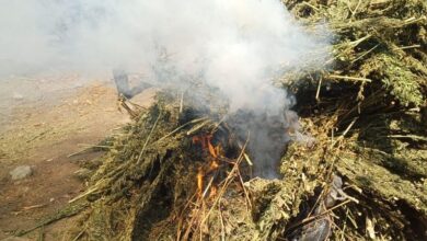 marihuana, Coahuayana