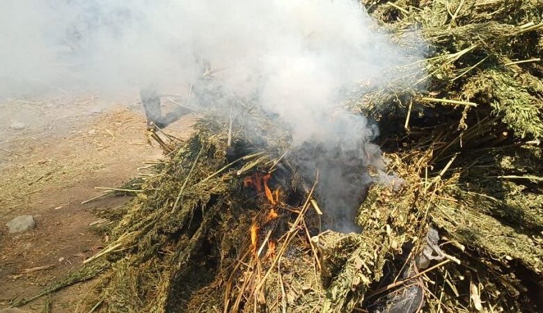 marihuana, Coahuayana