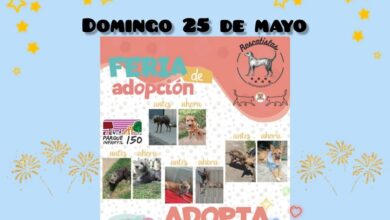 adopción Morelia