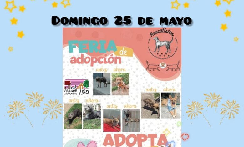 adopción Morelia