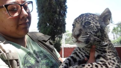 jaguar mexicano, Zoológico de Irapuato