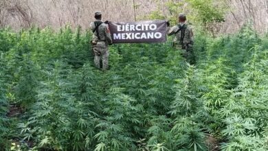 marihuana, Arteaga, SSP