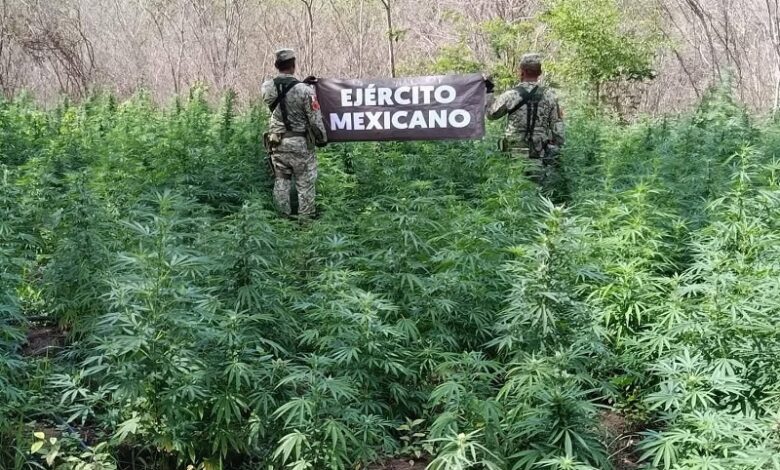 marihuana, Arteaga, SSP