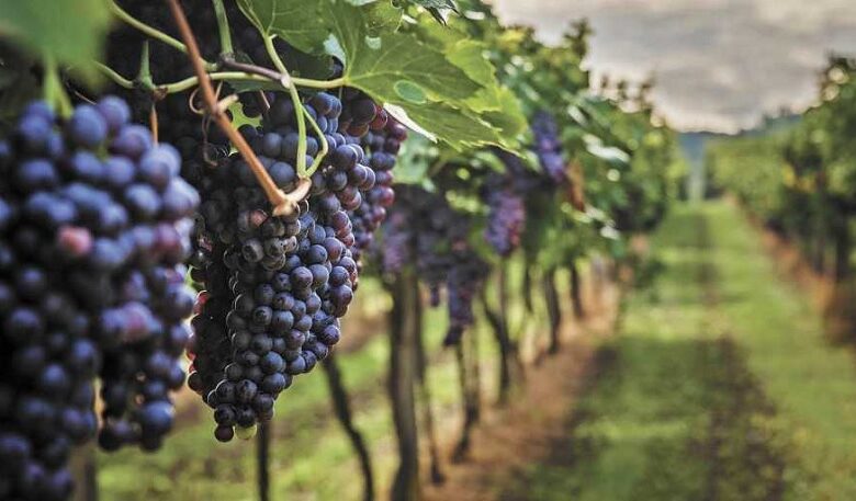 Querétaro, Vino
