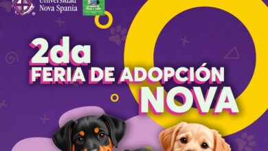 feria de adopción, Morelia
