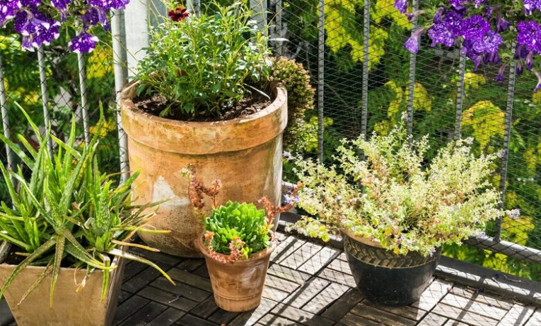 plantas