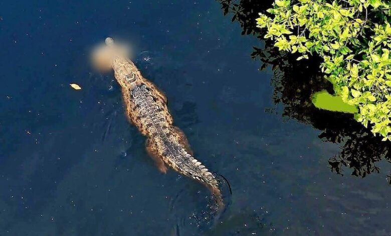 Cocodrilo en estero