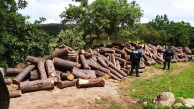 Tangancícuaro, devastación forestal